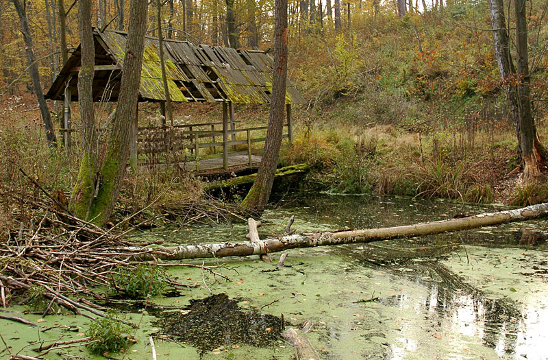 07_Bory Tucholskie.jpg